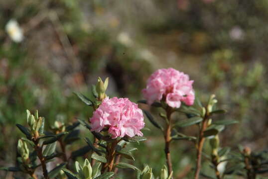 Image of Rhododendron adamsii Rehder