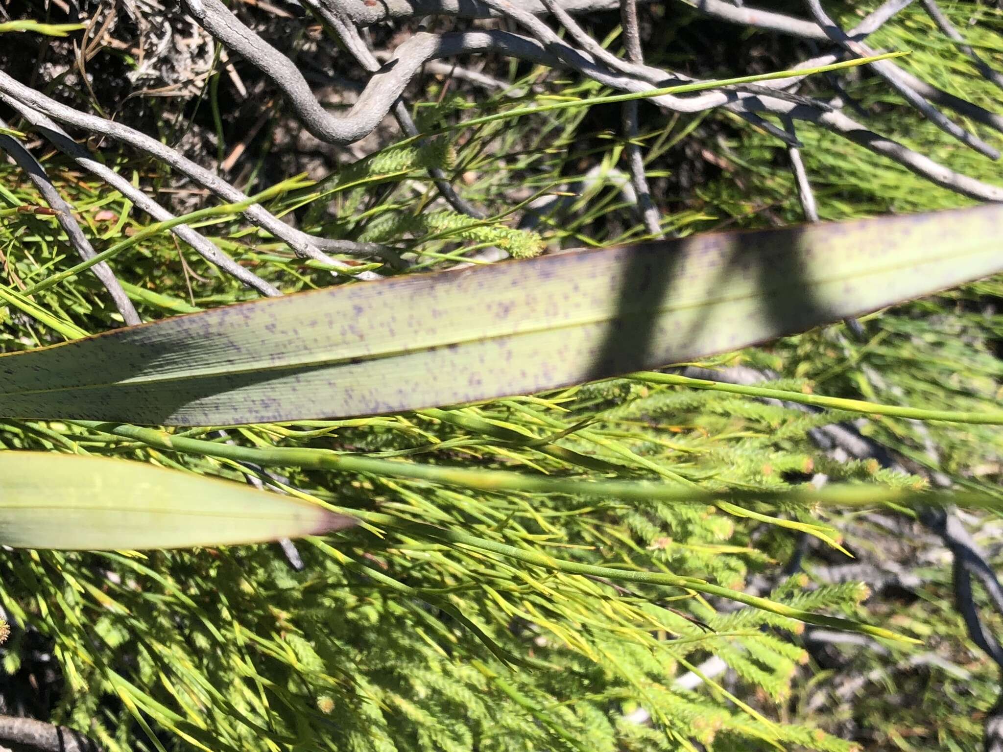 Image of Watsonia knysnana L. Bolus