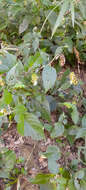 Phaulopsis imbricata subsp. imbricata resmi