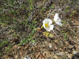 Image of Halimium umbellatum subsp. umbellatum