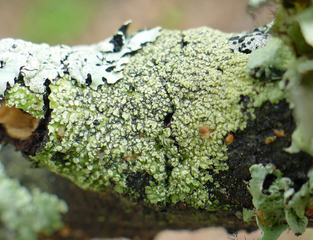 Image of pyxine lichen