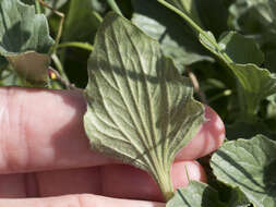 Image of goosefoot violet