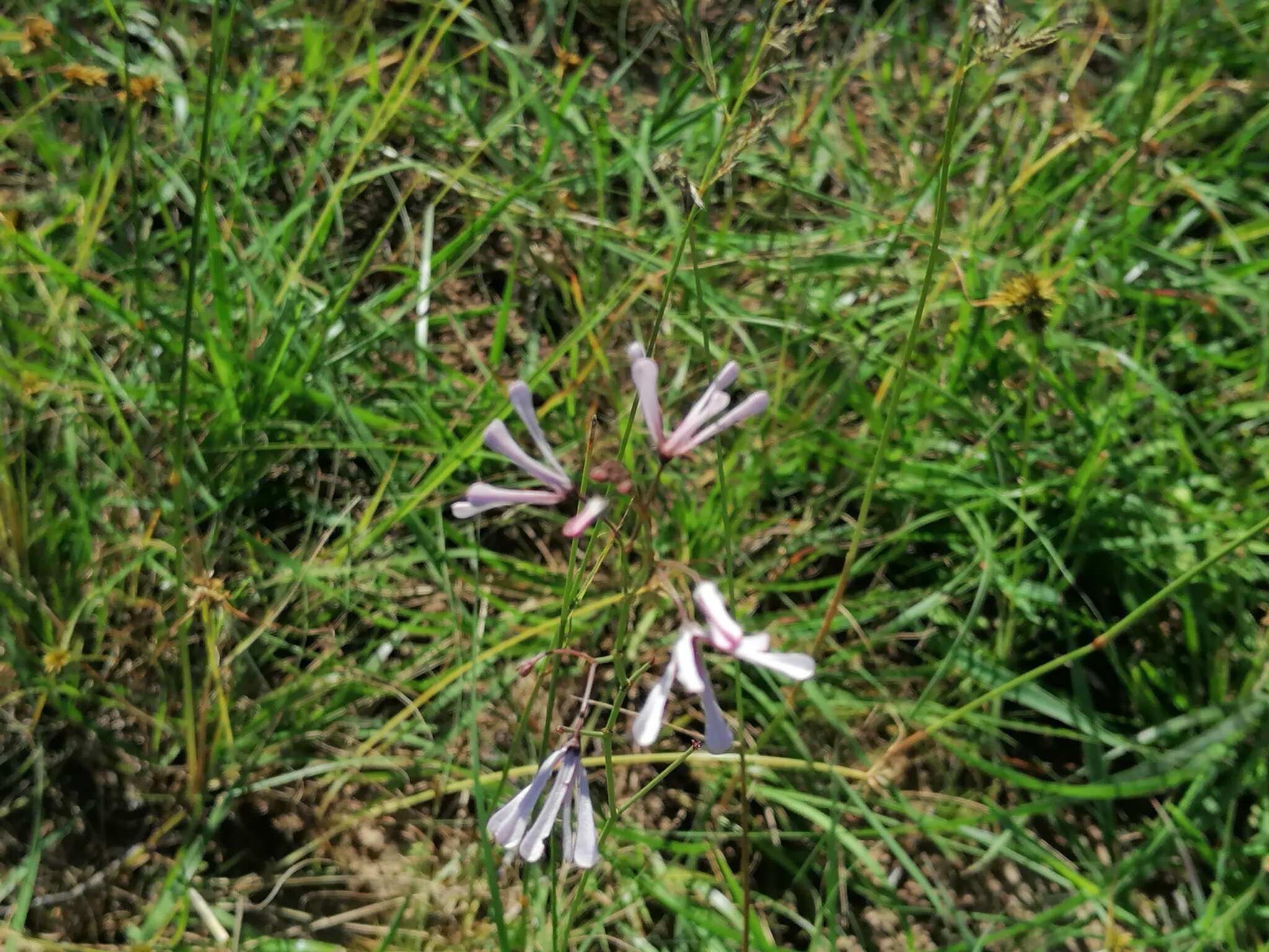 Image of Ceropegia rubella (E. Mey.) Bruyns