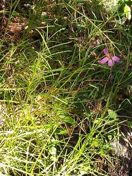 Image of Cosmos crithmifolius Kunth