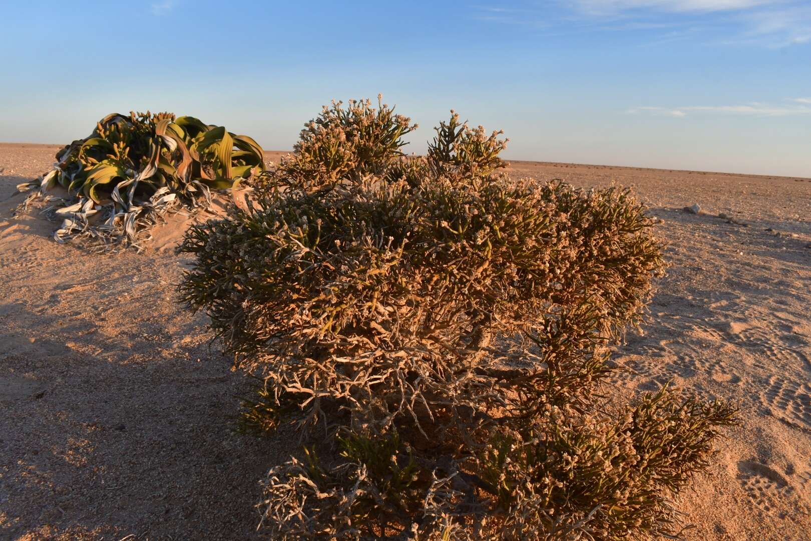 Image of Arthraerua leubnitziae (Kuntze) Schinz