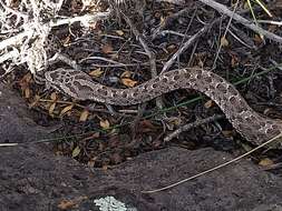 Imagem de Bothrops ammodytoides Leybold 1873