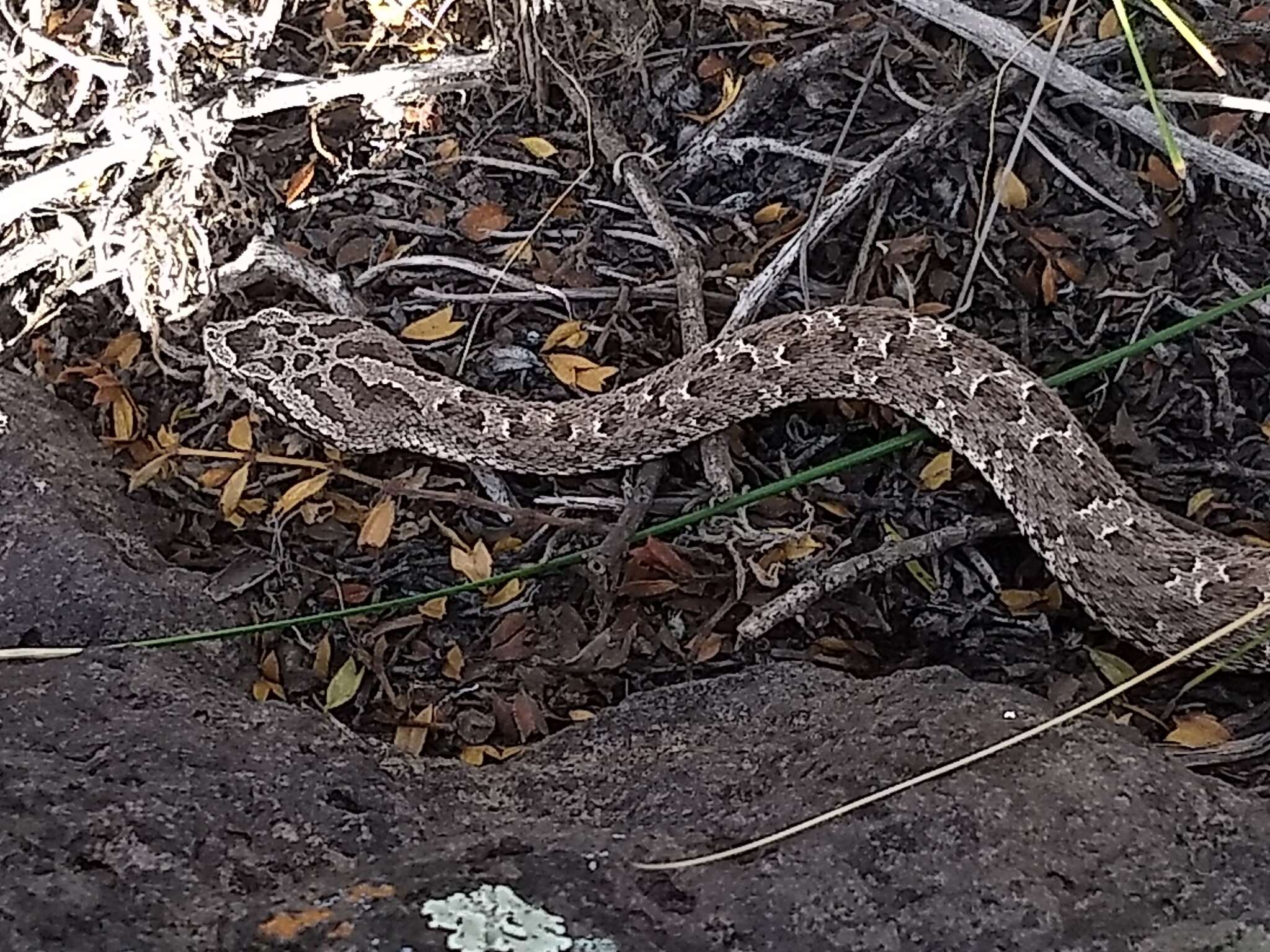 Imagem de Bothrops ammodytoides Leybold 1873