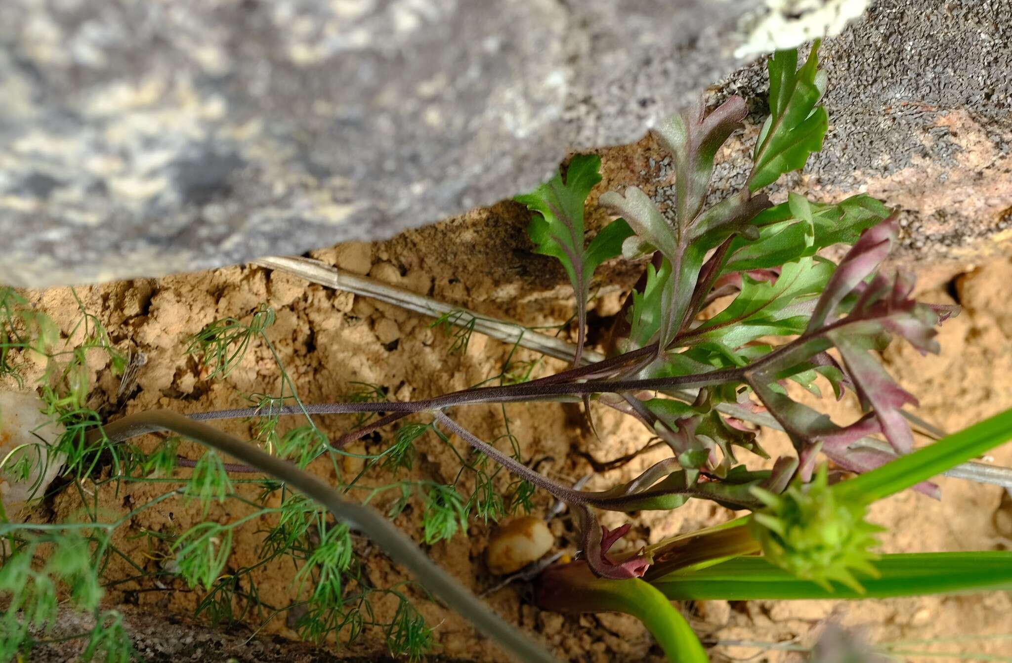 Image of Pelargonium leipoldtii Knuth.