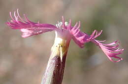 Dianthus bolusii Burtt Davy的圖片