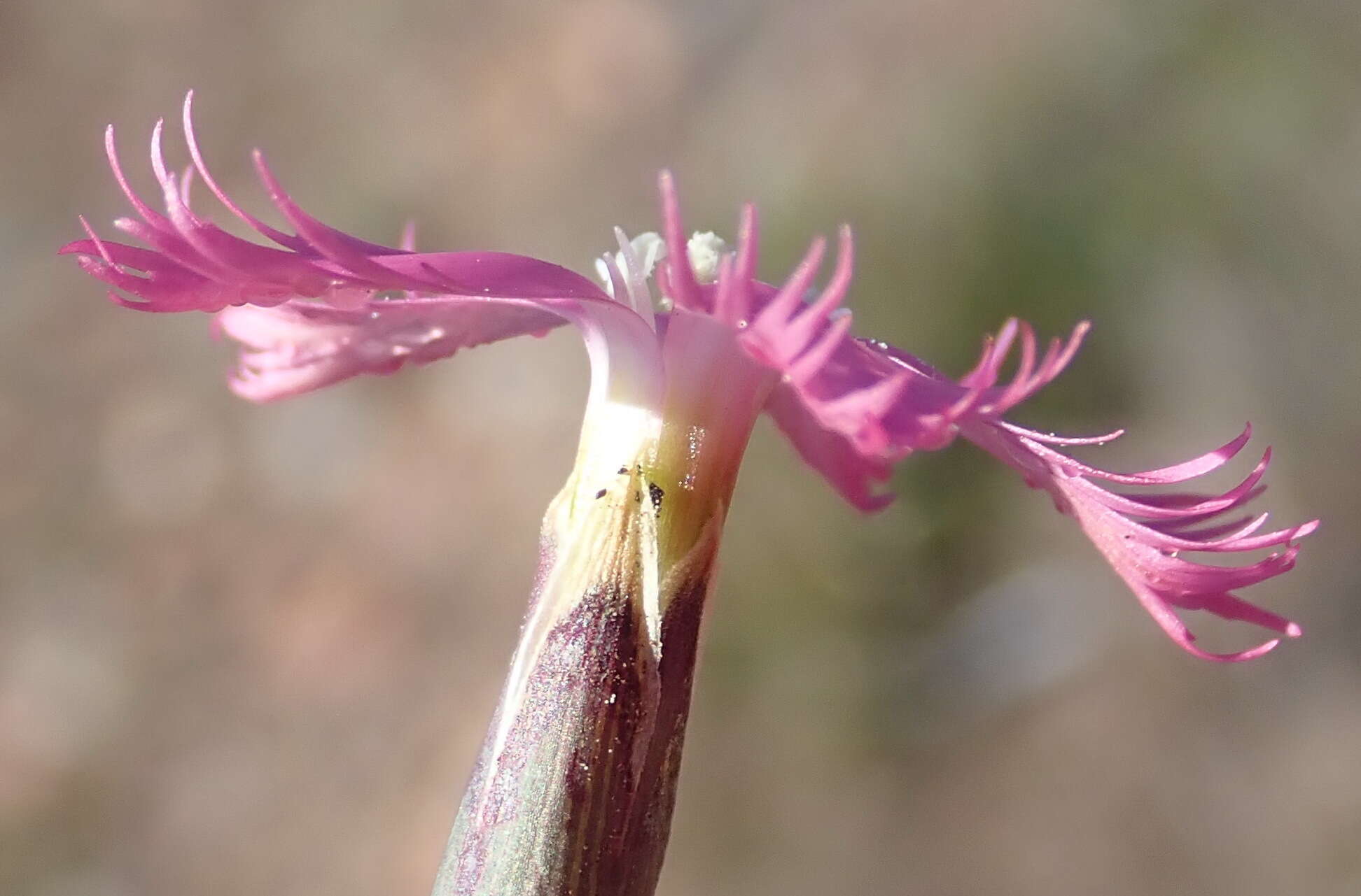 Dianthus bolusii Burtt Davy的圖片