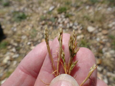 Image of early hair-grass