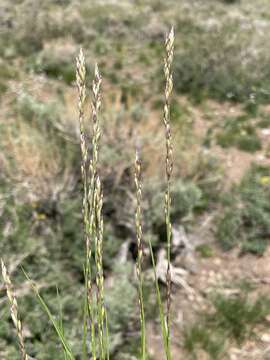 صورة Melica bulbosa Porter & J. M. Coult.