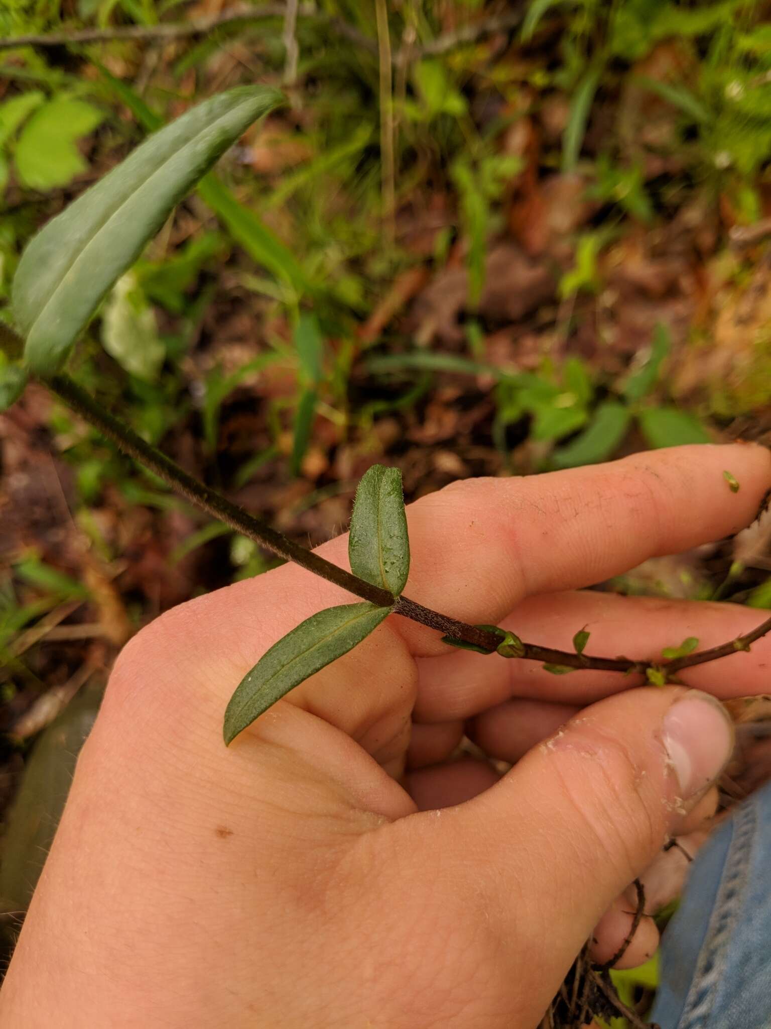 Phlox divaricata subsp. divaricata的圖片