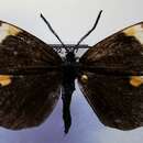 Pidorus albifascia Moore 1879的圖片