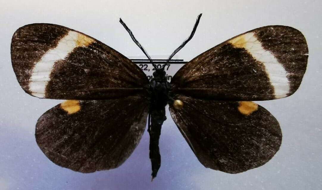 Image of Pidorus albifascia Moore 1879