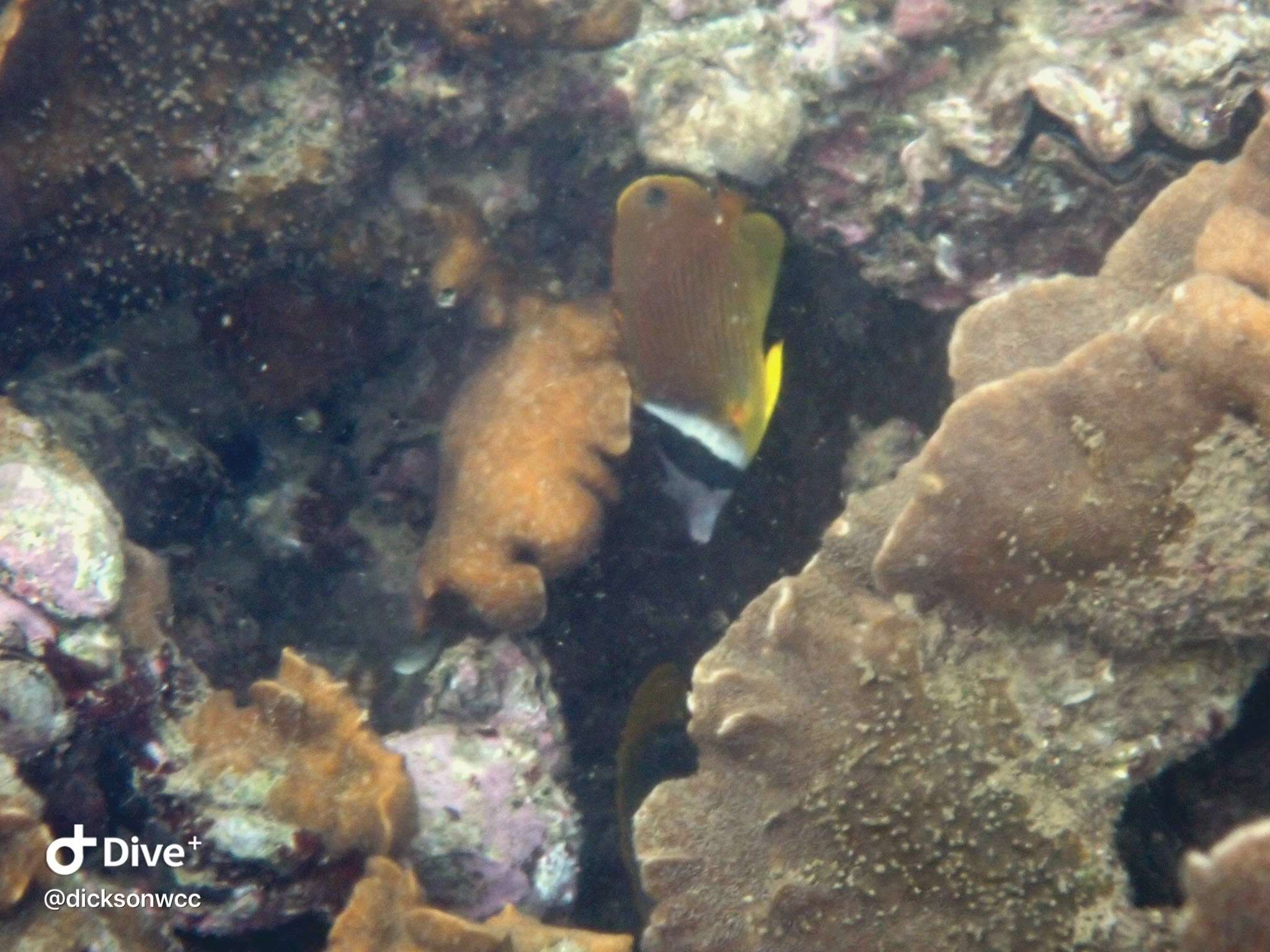 Image of Golden Butterflyfish