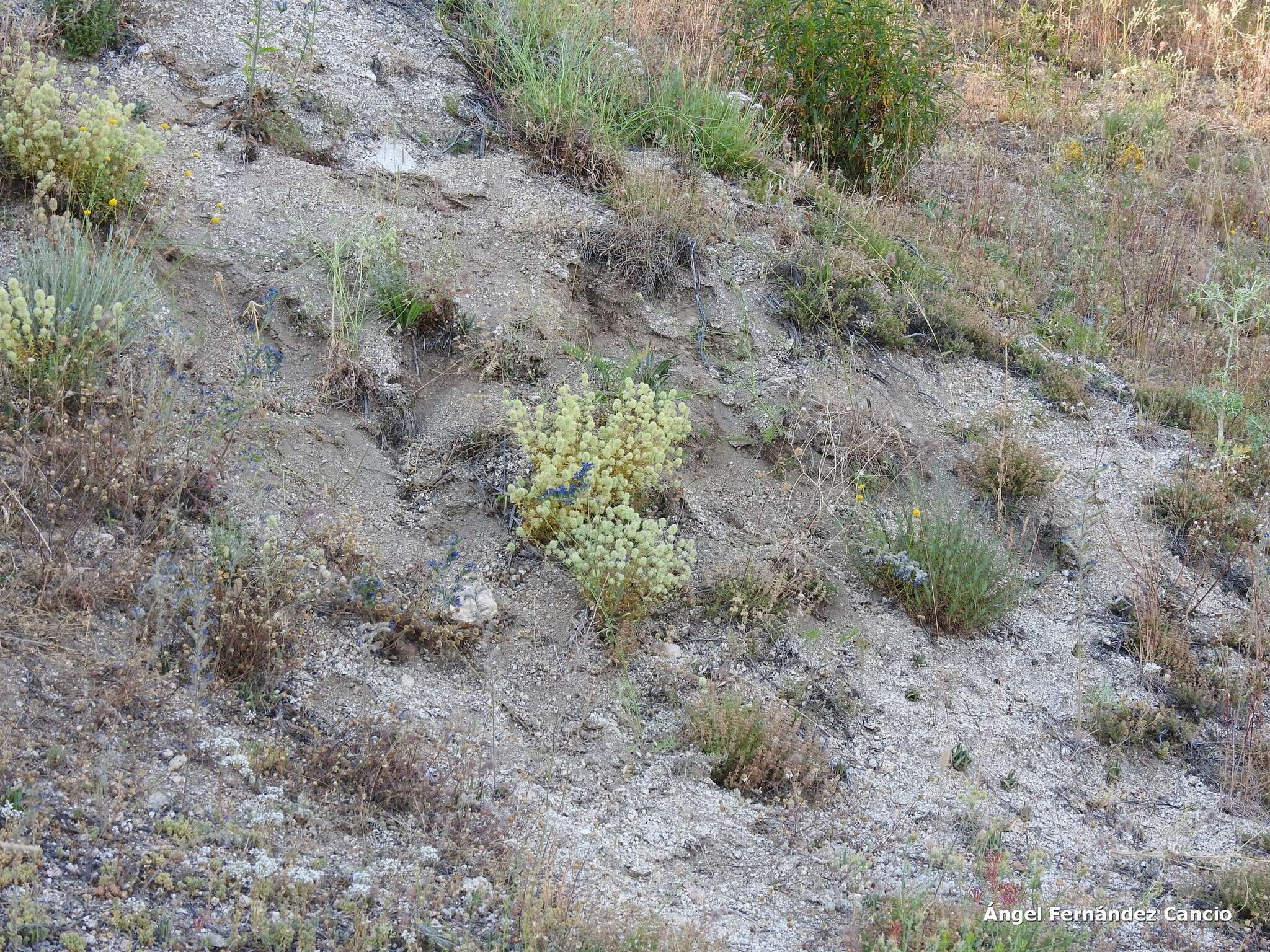 Слика од Santolina rosmarinifolia L.