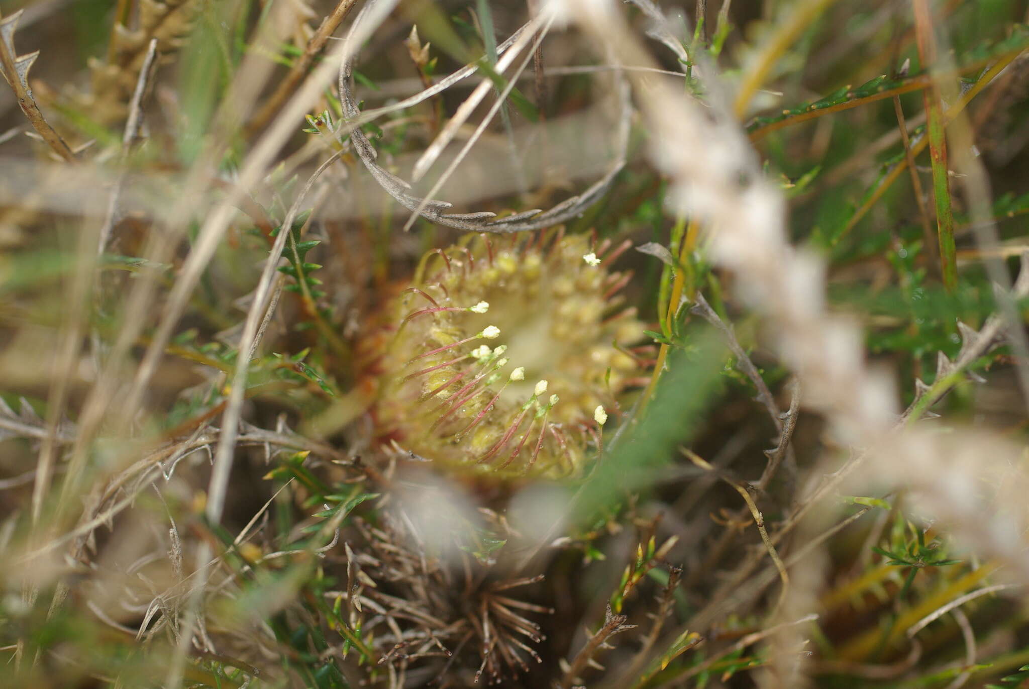 Image of honeypot dryandra
