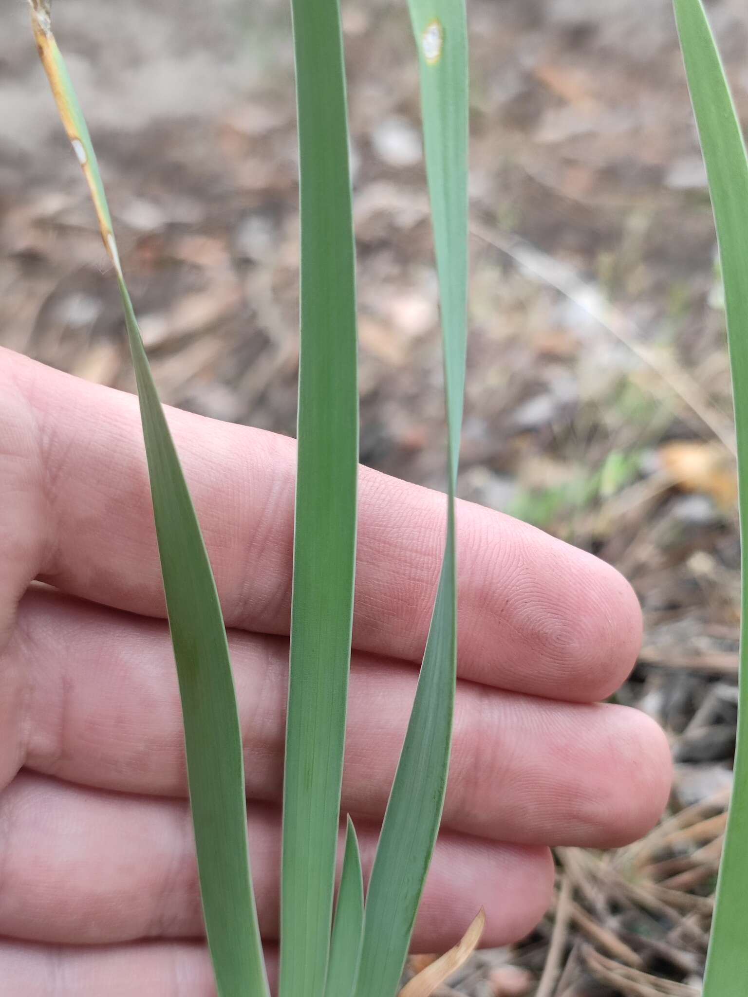 Plancia ëd Iris arenaria Waldst. & Kit.