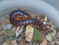 Image of Scolopendra viridicornis Newport 1844