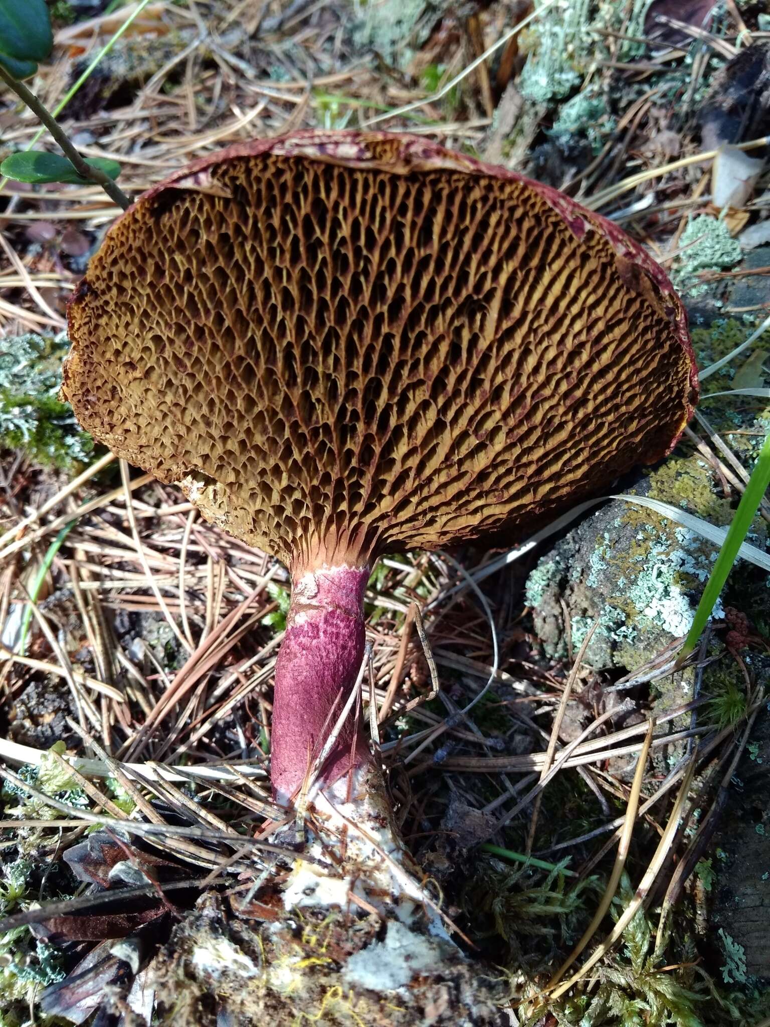 Image of Boletinus asiaticus Singer 1938