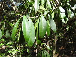 Image of Symplocos harroldii L. W. Jessup