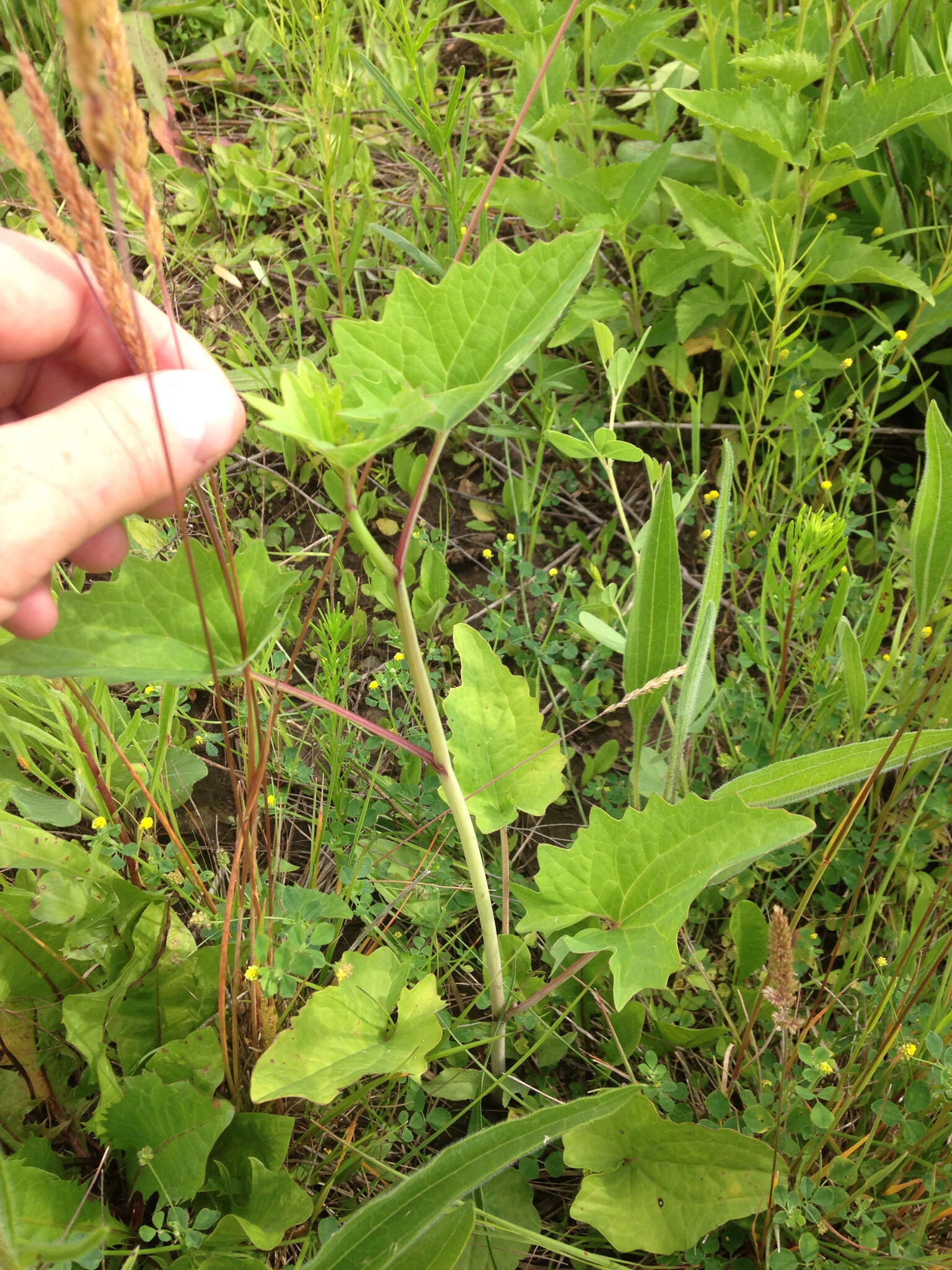 Image of pale Indian plantain