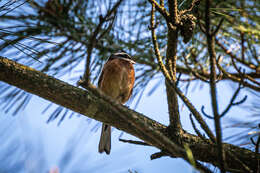 Emberiza cioides ciopsis Bonaparte 1850的圖片