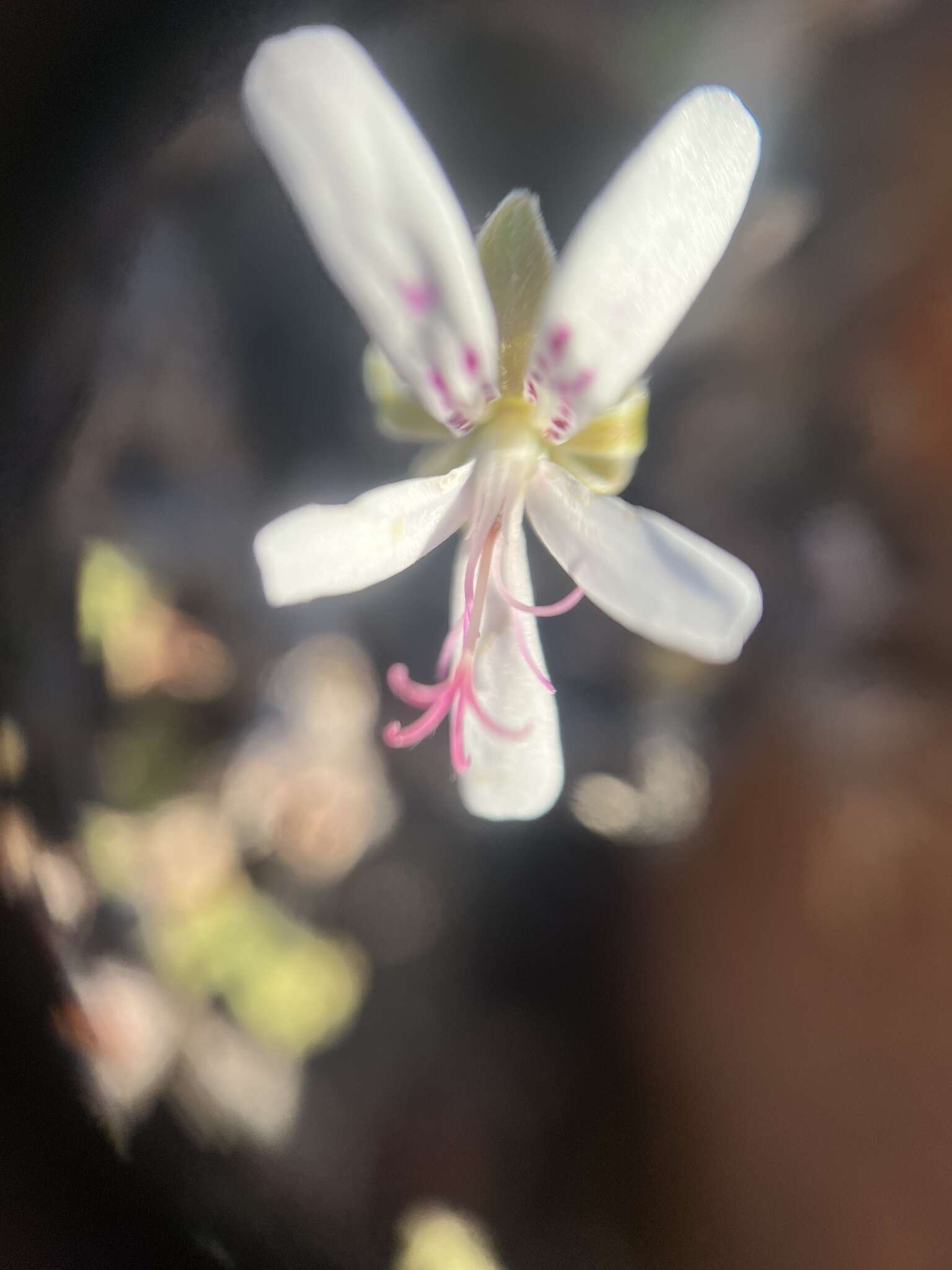 Imagem de Pelargonium xerophyton Schltr. ex Knuth