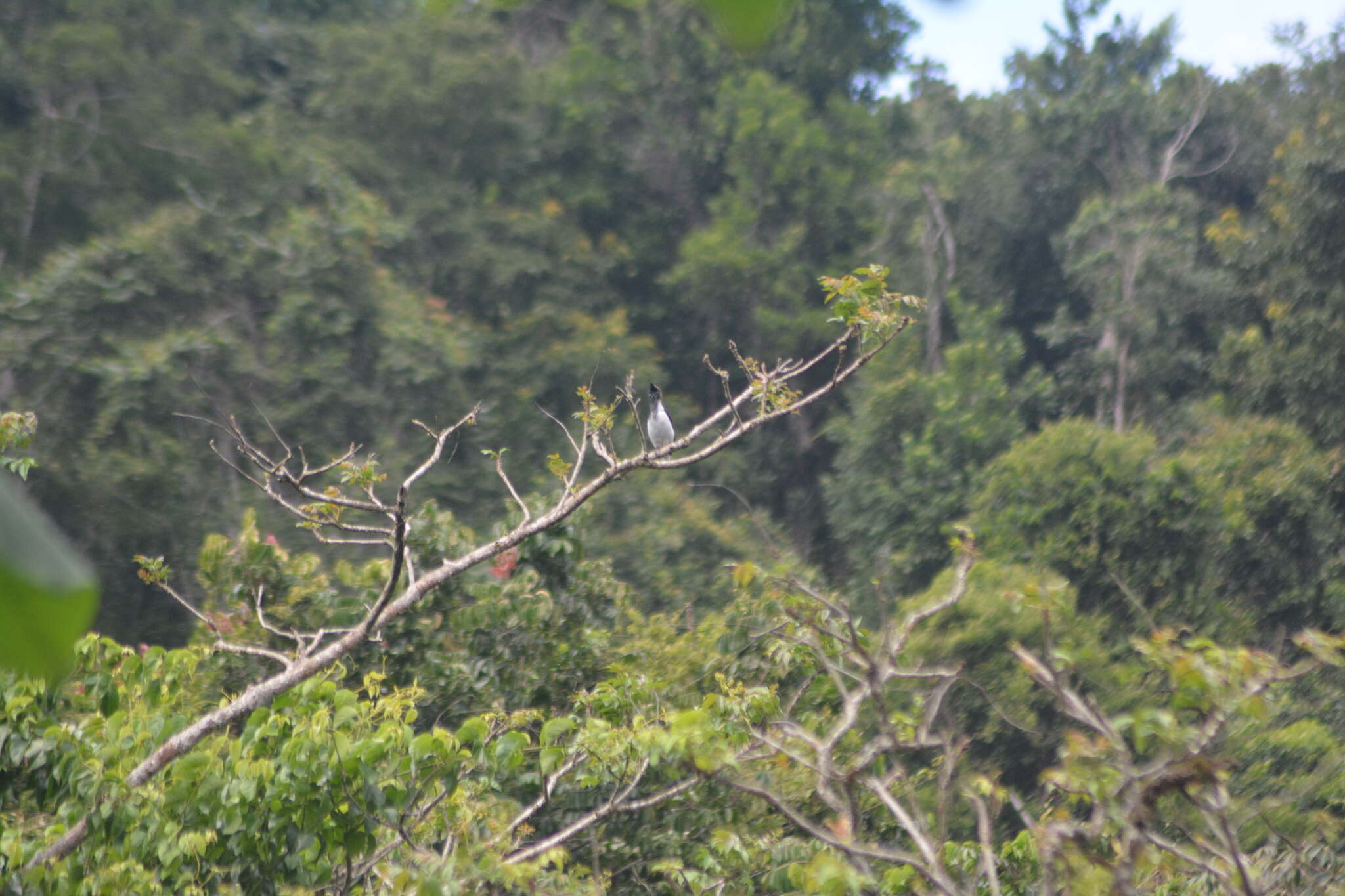 Image de Araponga barbu