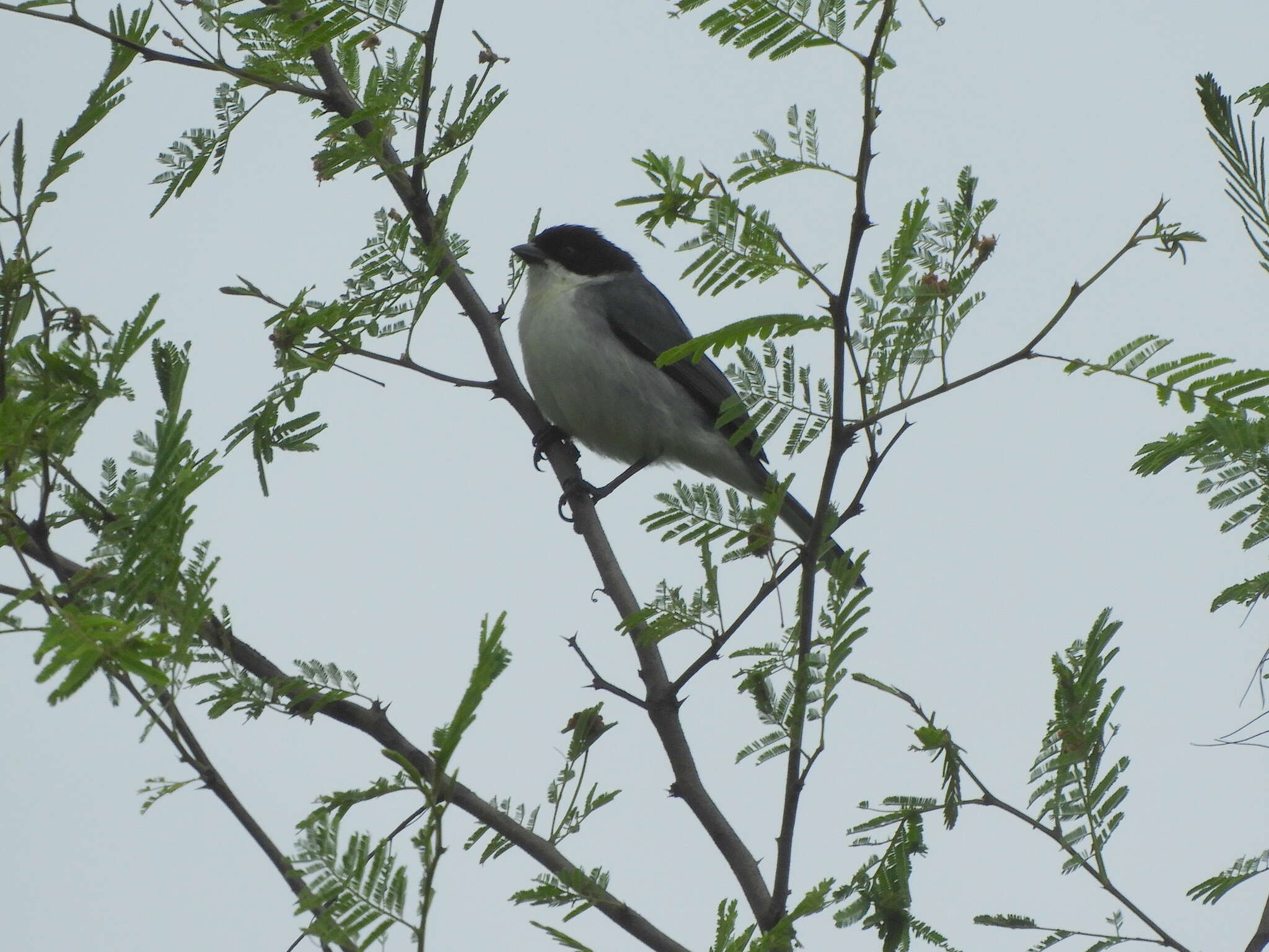 Image of Black-capped Warbling Finch