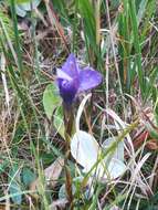 Gentianopsis ciliata (L.) Ma的圖片