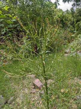 Image of Thurber's Sneezeweed