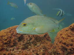 صورة Plectorhinchus multivittatus (Macleay 1878)