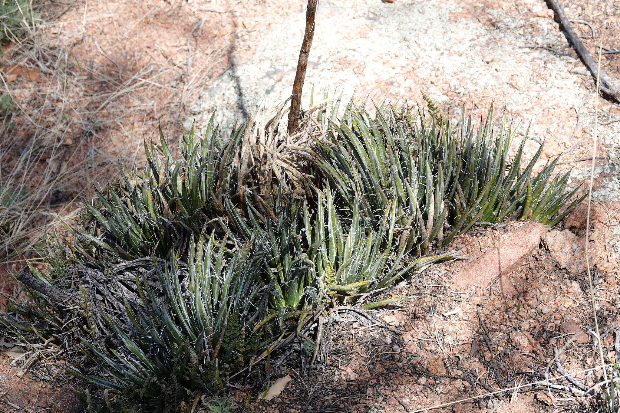 Image of Toumey's century plant