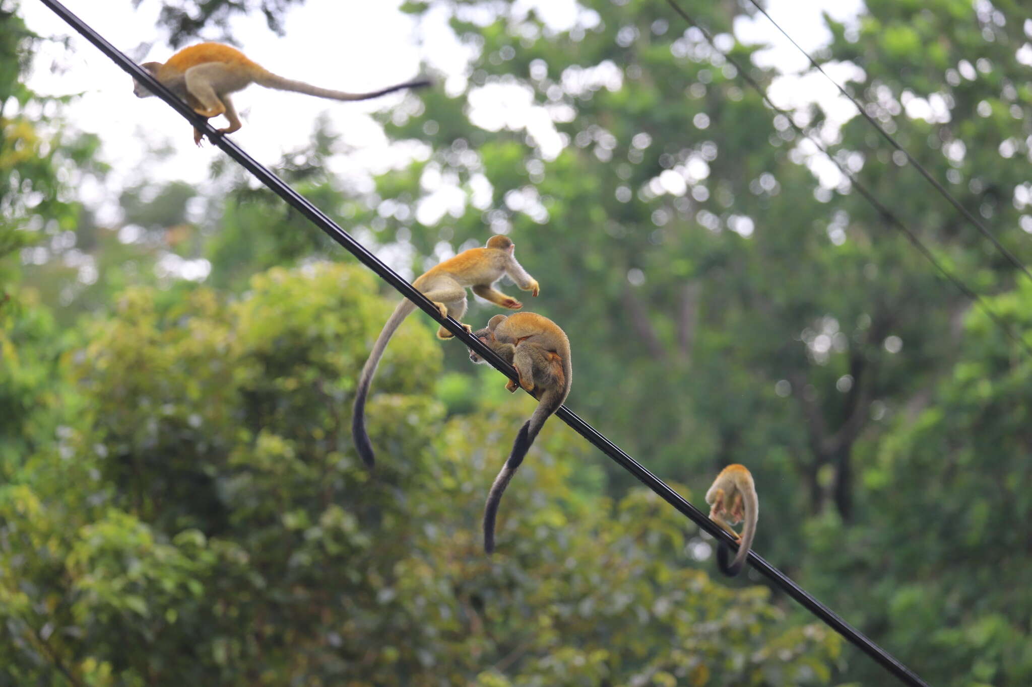 Image of Black-crowned Central American Squirrel Monkey