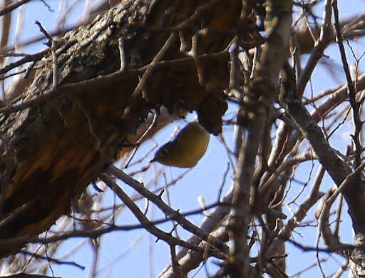 Image of Ruby-crowned Kinglet