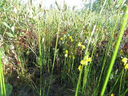 Image of horned bladderwort