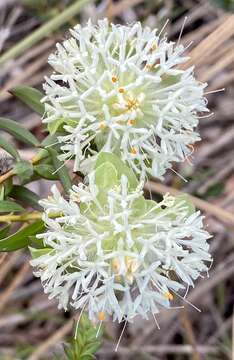 Image of Pimelea lehmanniana Meissn.