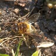 Image of Eristalis himalayensis Brunetti 1908