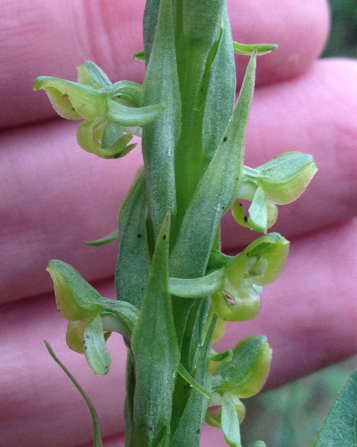 Image of Thurber's Bog Orchid