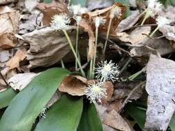صورة Carex fraseriana Ker Gawl.