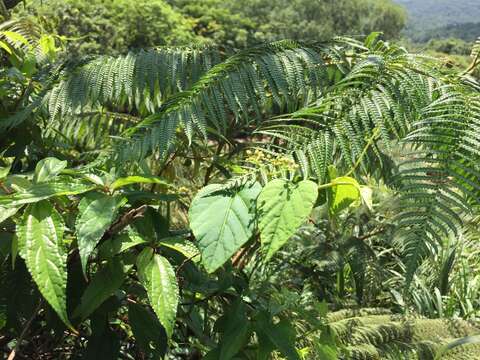 Image of Cissus kerrii Craib