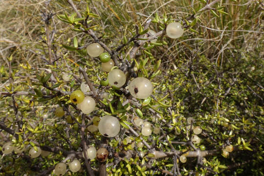 Image of Coprosma cheesemanii W. R. B. Oliv.