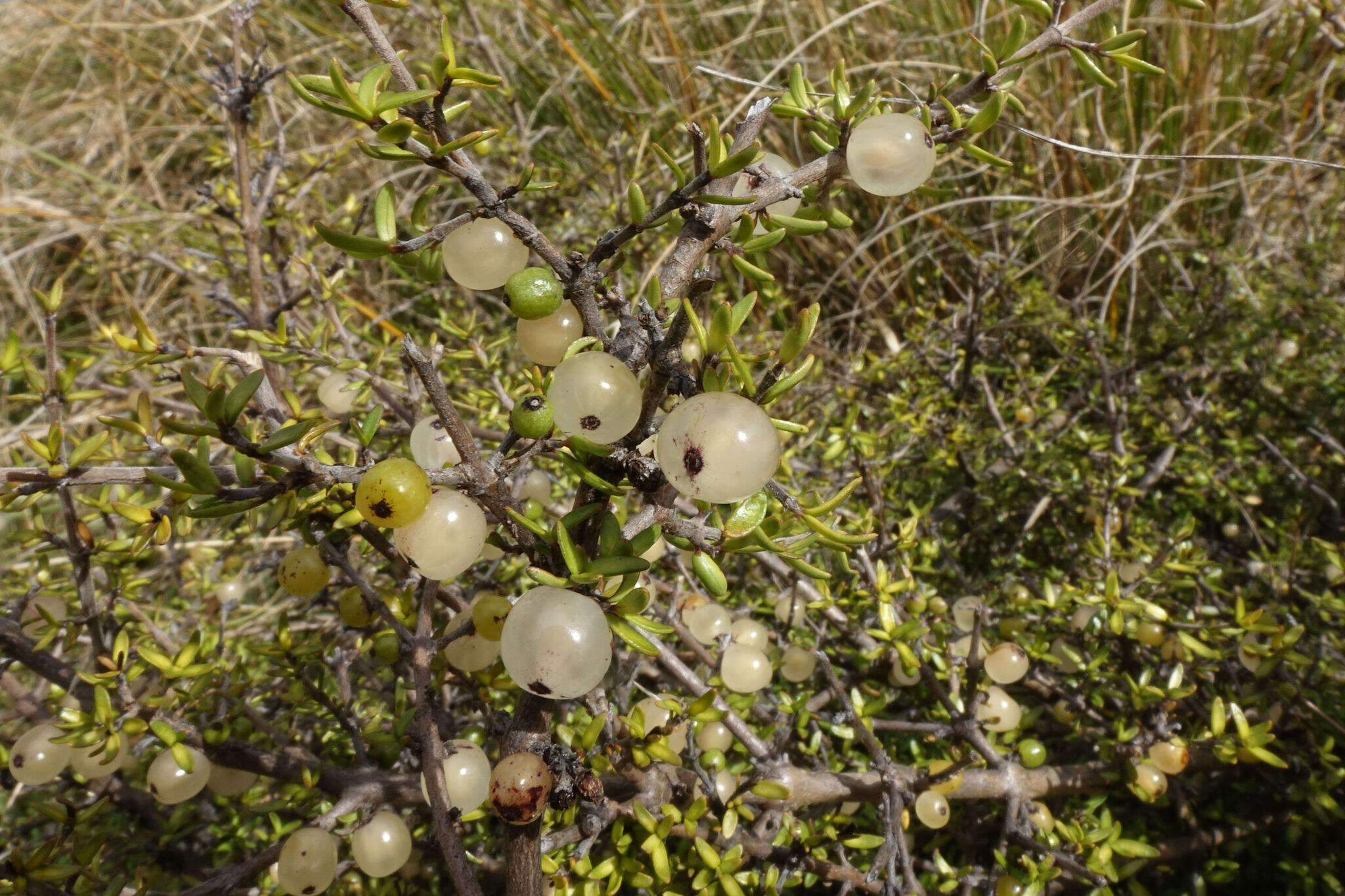 Image of Coprosma cheesemanii W. R. B. Oliv.