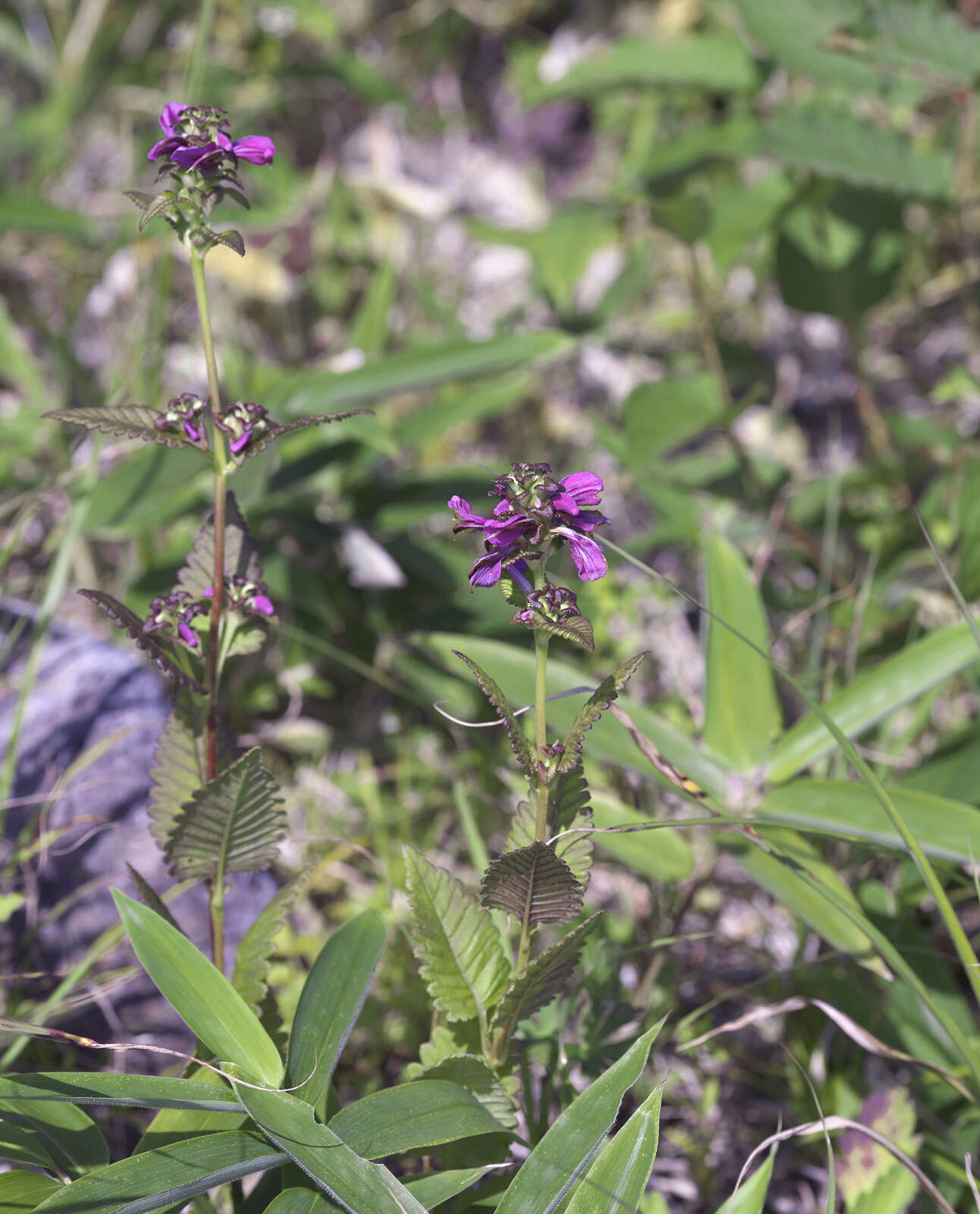 Image of Pedicularis resupinata var. caespitosa Koidz.