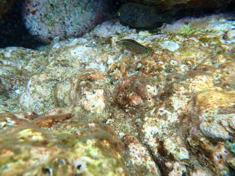 Image of Ornamental wrasse