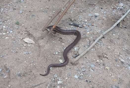 Image of Brown Rainbow Boa