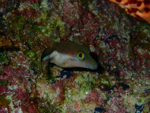 Image of Caribbean Sharpnose-puffer