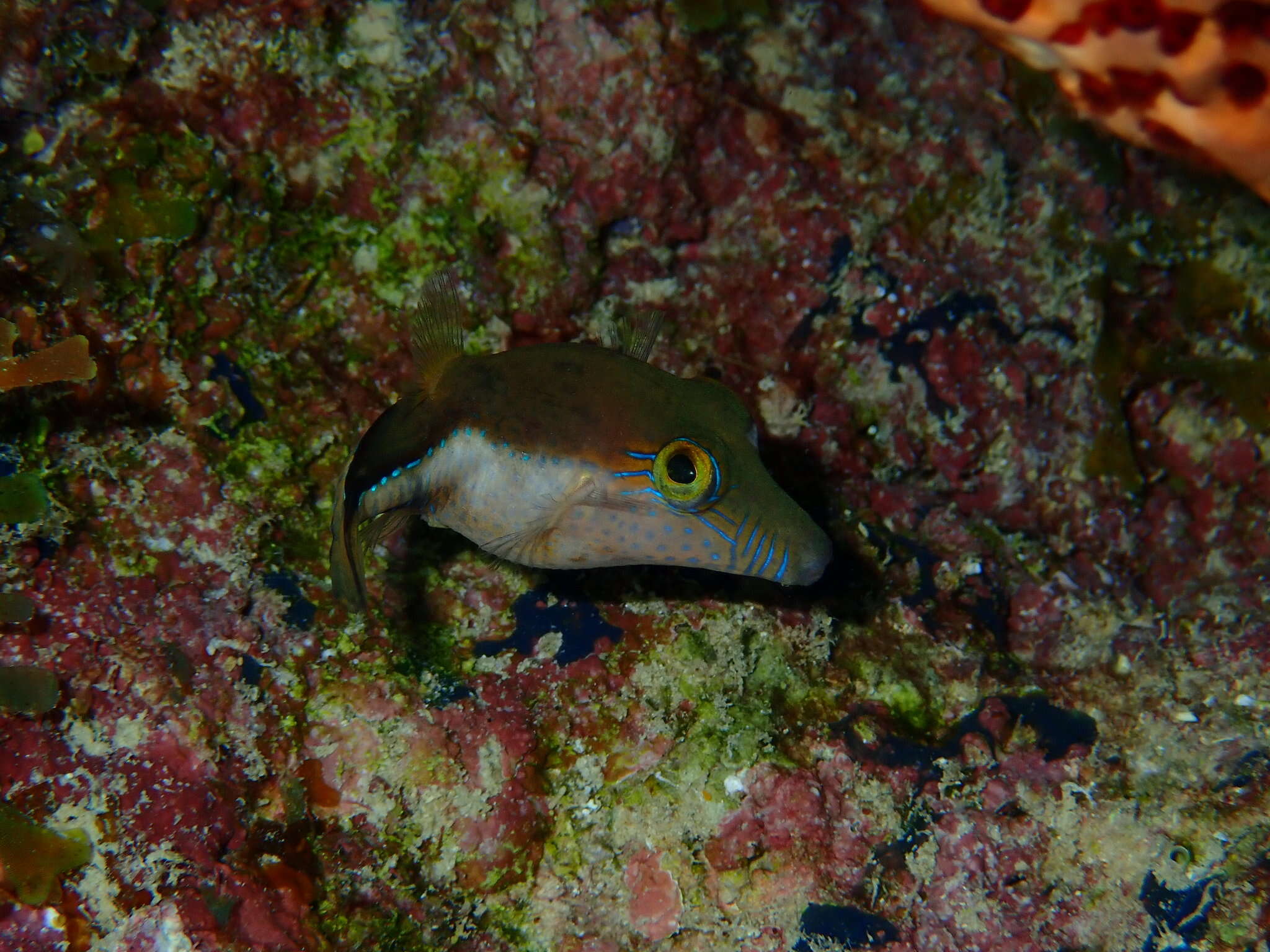 Слика од Canthigaster rostrata (Bloch 1786)